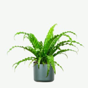 Monstera Deliciosa